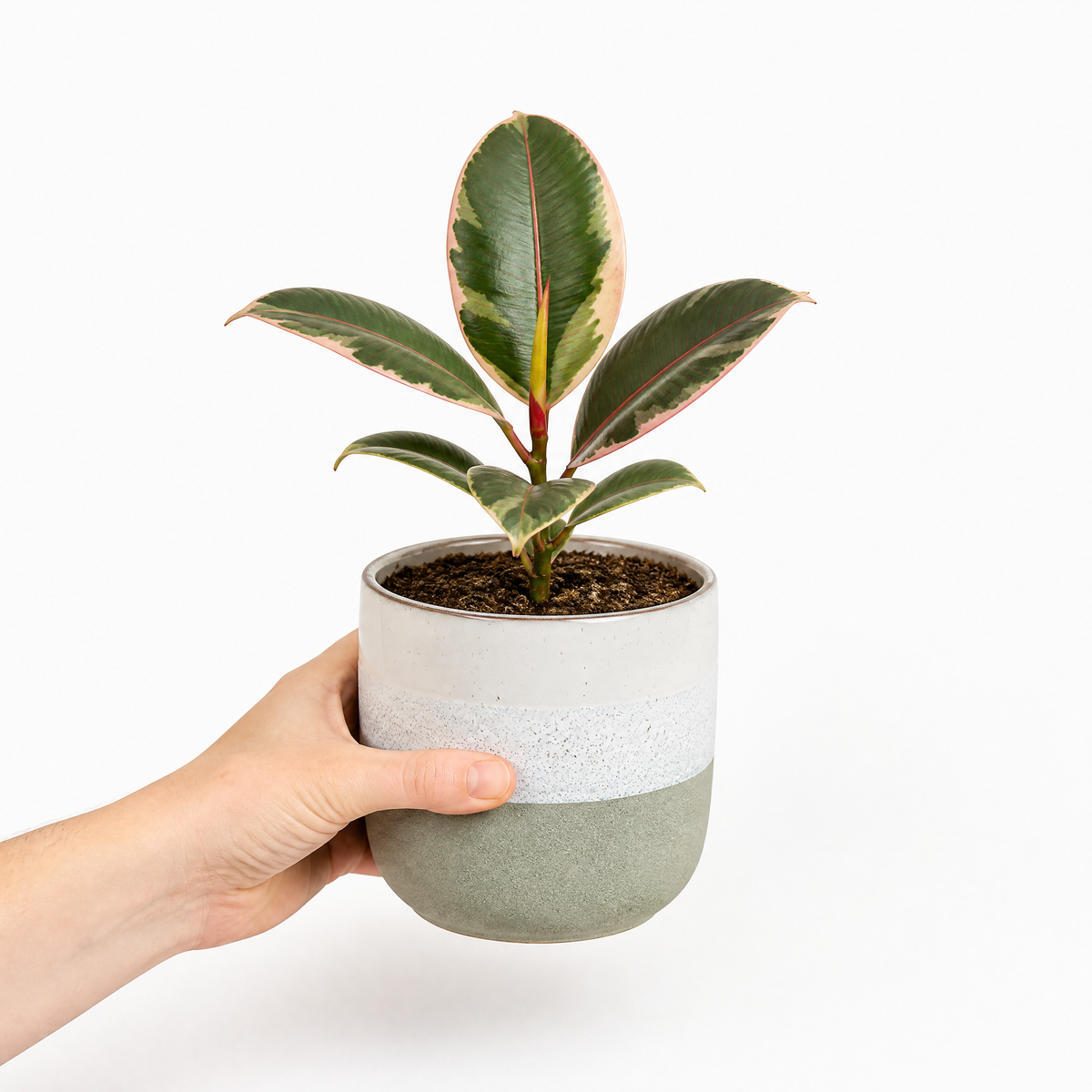 Ficus elastica 'Belize' rubber plant with glossy green, pink-red marked leaves.
