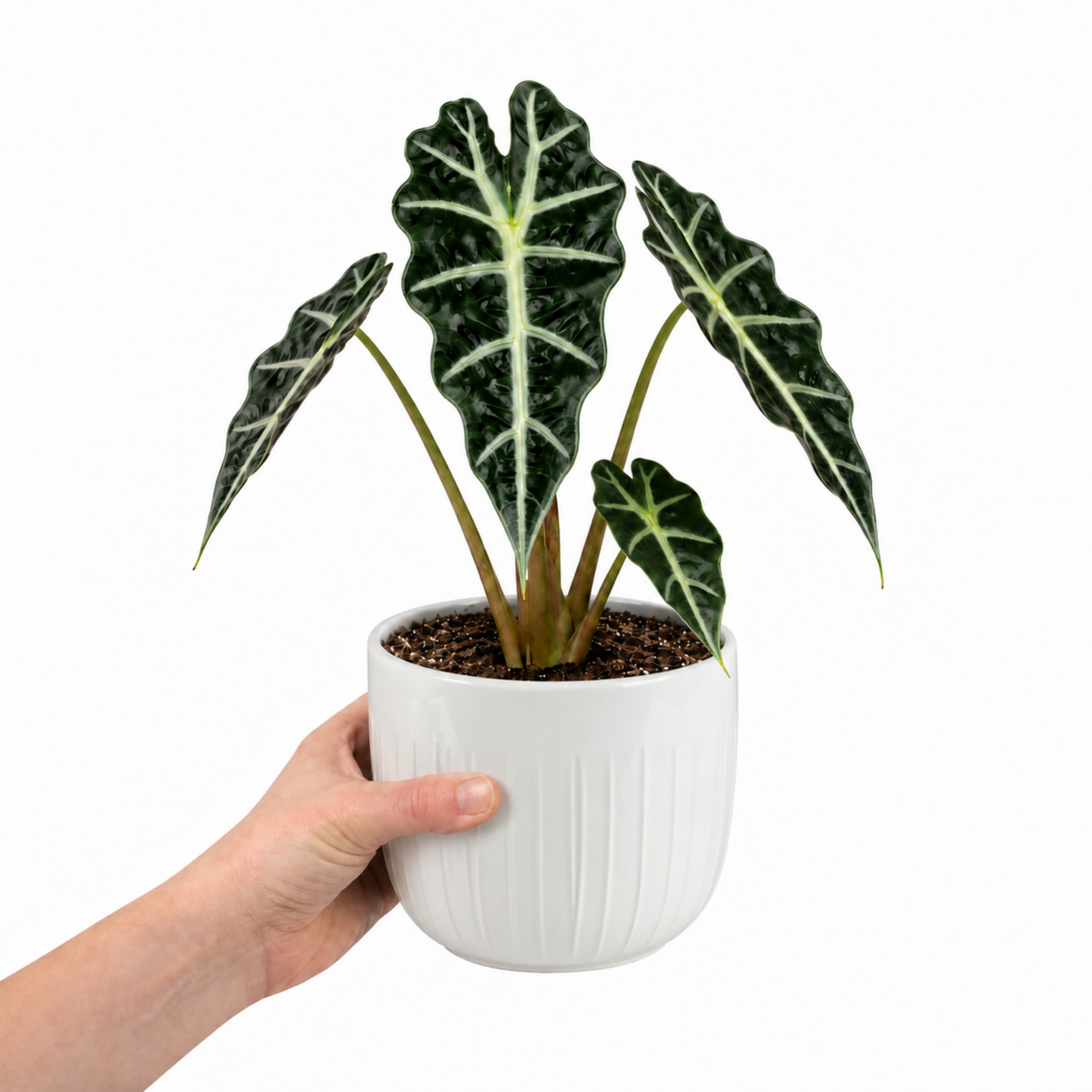 Alocasia Polly elephant's ear houseplant with dark green glossy leaves and pale veins.