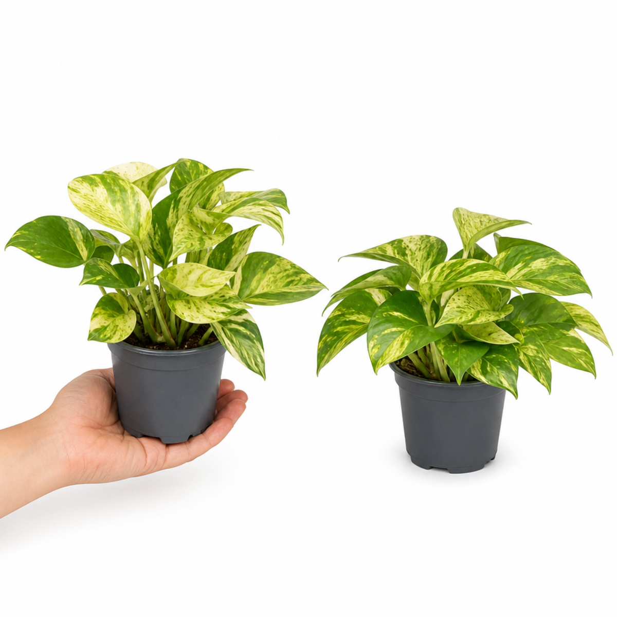 A trailing pothos plant with green and creamy-yellow variegated heart-shaped leaves.