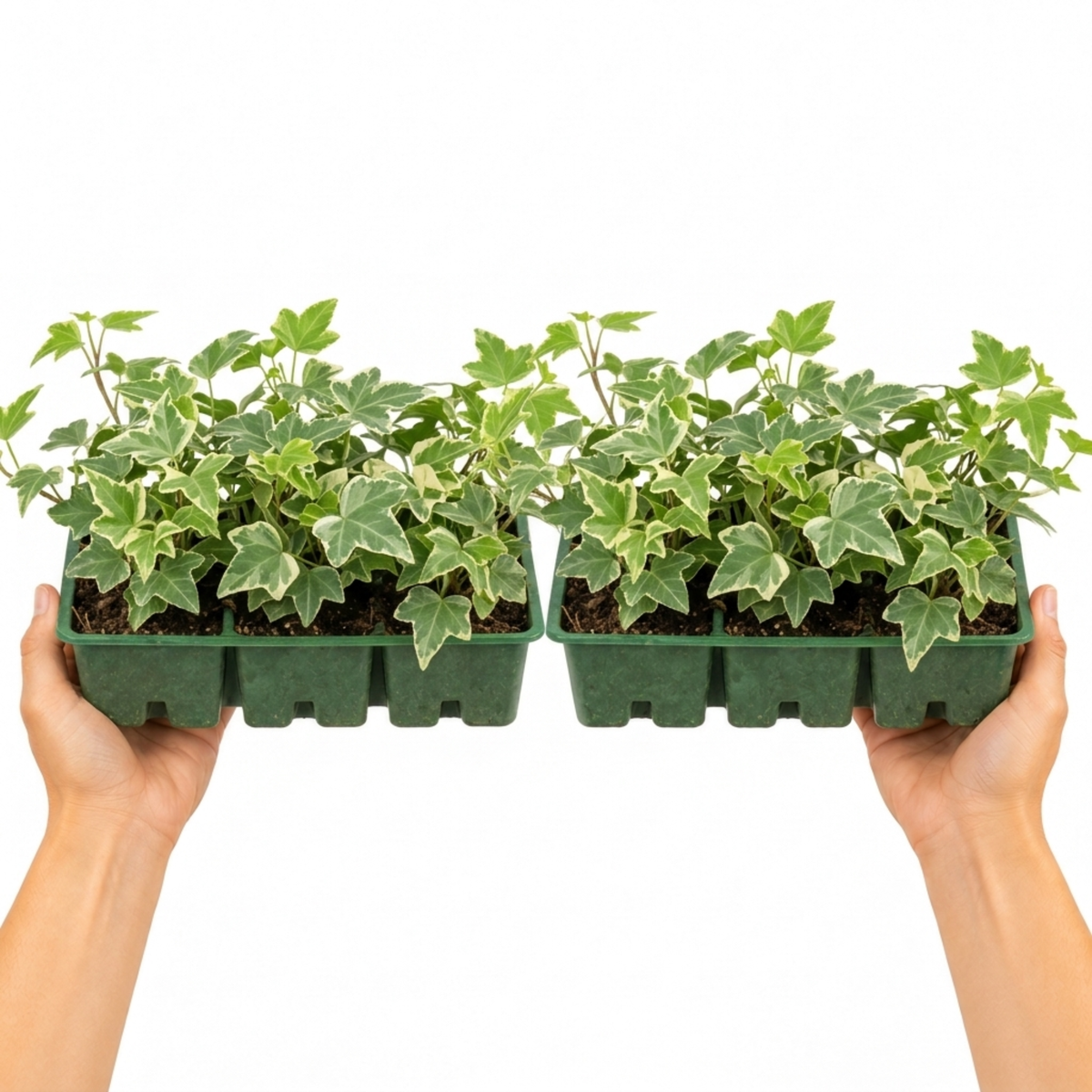 Trailing ivy leaves in green with silver and white variegation