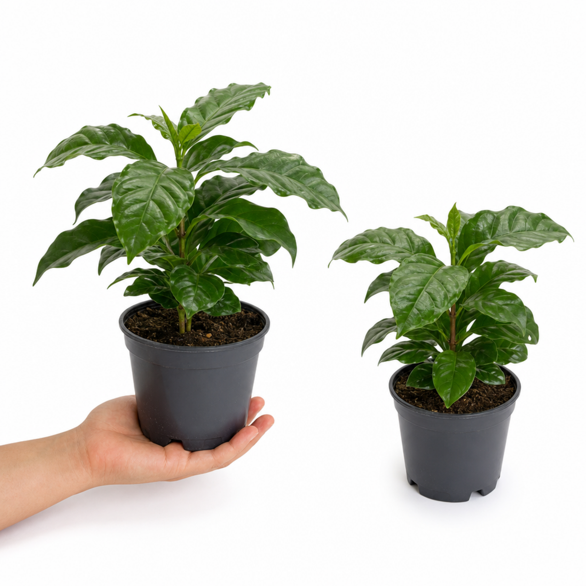 Coffea arabica coffee plant with glossy dark green leaves.