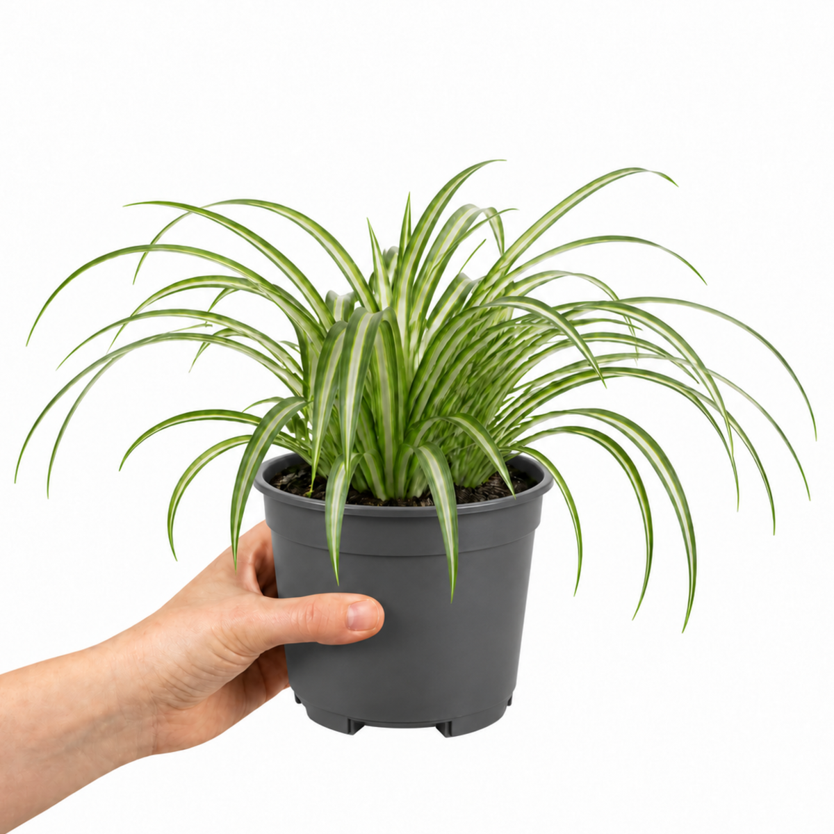 Spider plant with trailing green and white striped leaves.