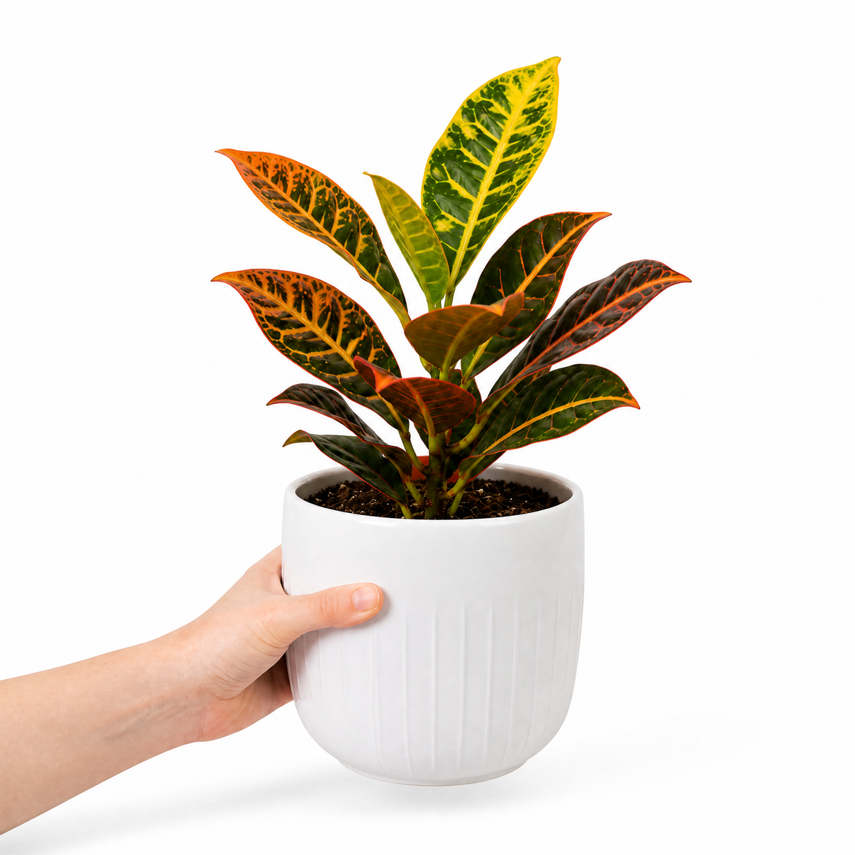 Croton 'Petra' houseplant with red, orange, yellow and green variegated leaves.