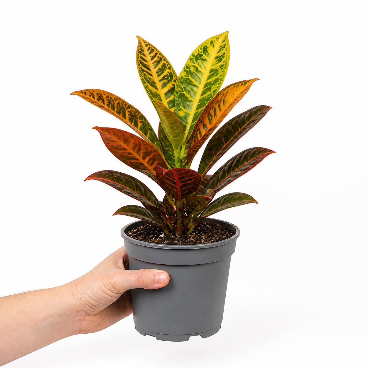 Croton 'Petra' houseplant with red, orange, yellow and green variegated leaves.