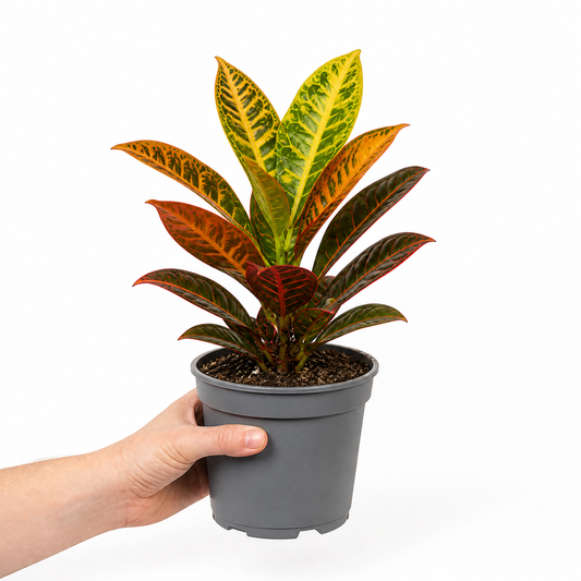 Croton 'Petra' houseplant with red, orange, yellow and green variegated leaves.