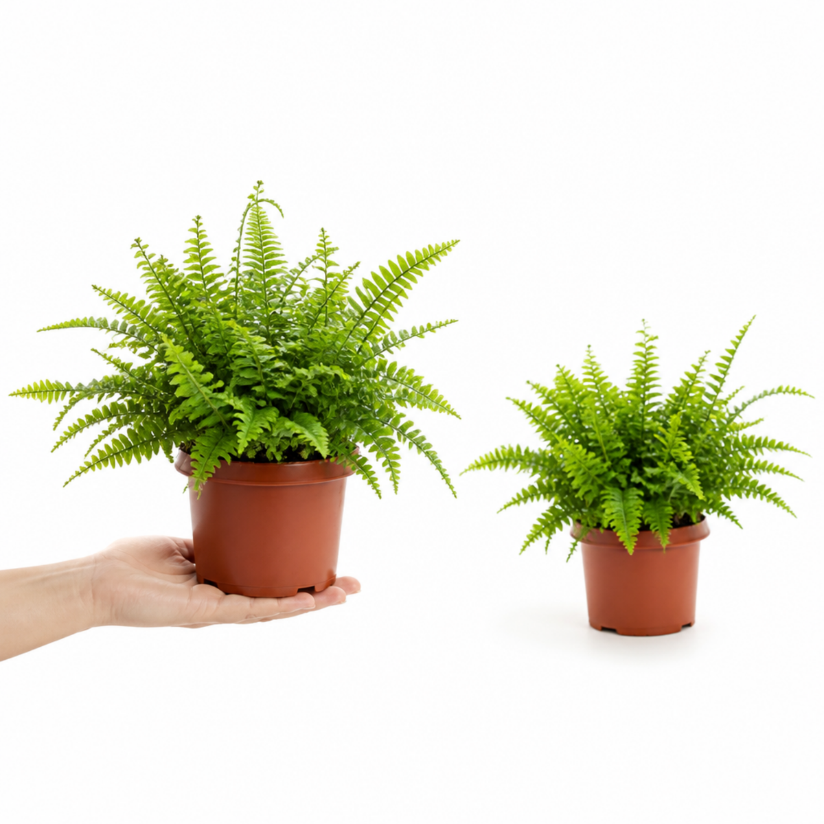 Boston Fern houseplant with lush green arching fronds.