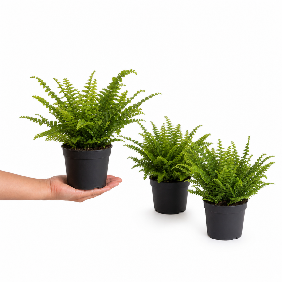 Boston Fern houseplant with lush green arching fronds.