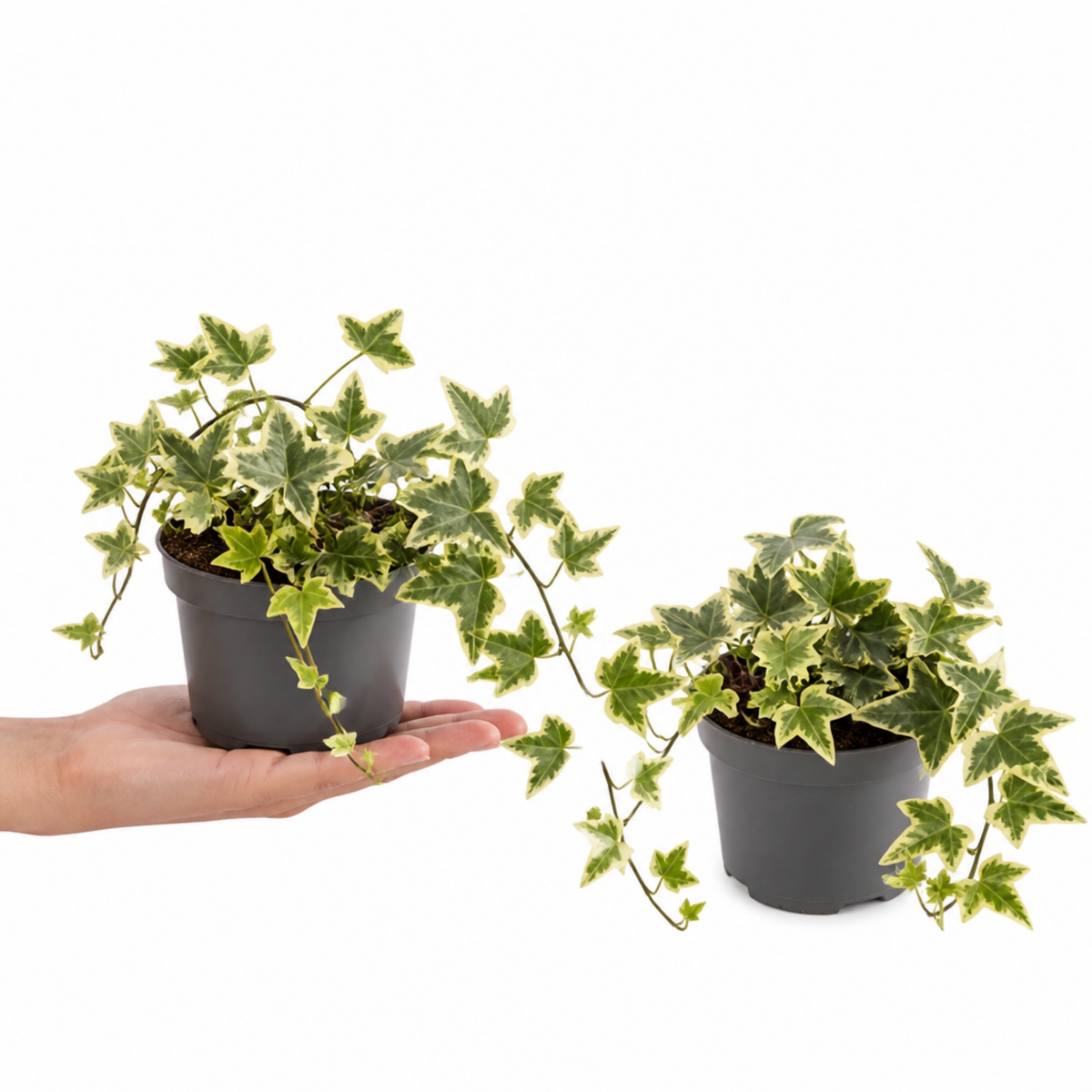 Variegated ivy trailing houseplant with green and cream leaves in a pot.