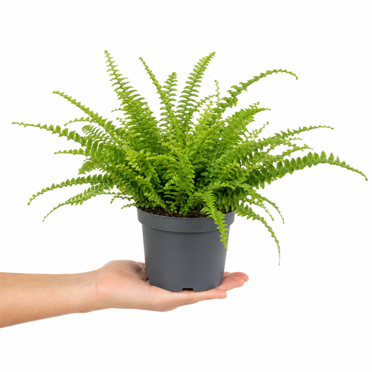 Boston Fern houseplant with lush green arching fronds.