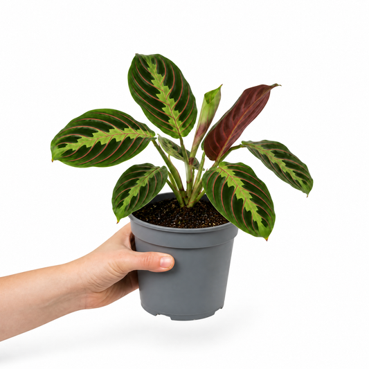 Maranta 'Fascinator' prayer plant with deep green leaves marked in pink-red veining