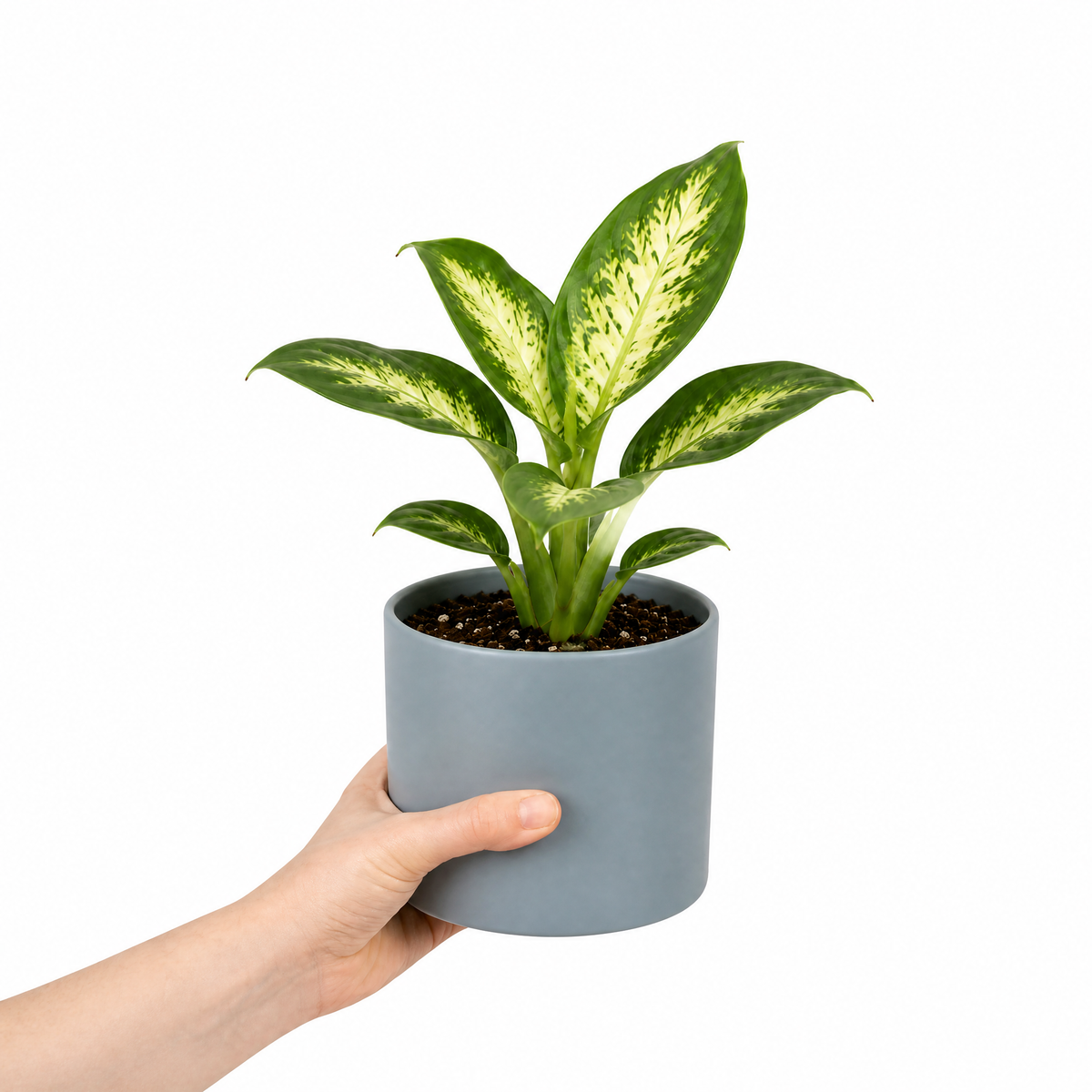 Dieffenbachia Dumb Cane with green and creamy-yellow variegated leaves