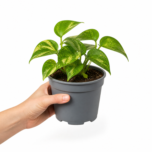 A trailing pothos plant with glossy green and golden variegated heart-shaped leaves.