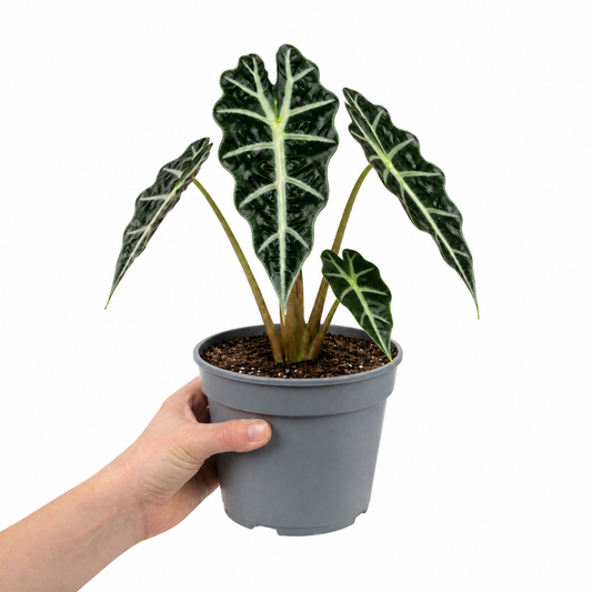 Alocasia Polly elephant's ear houseplant with dark green glossy leaves and pale veins.