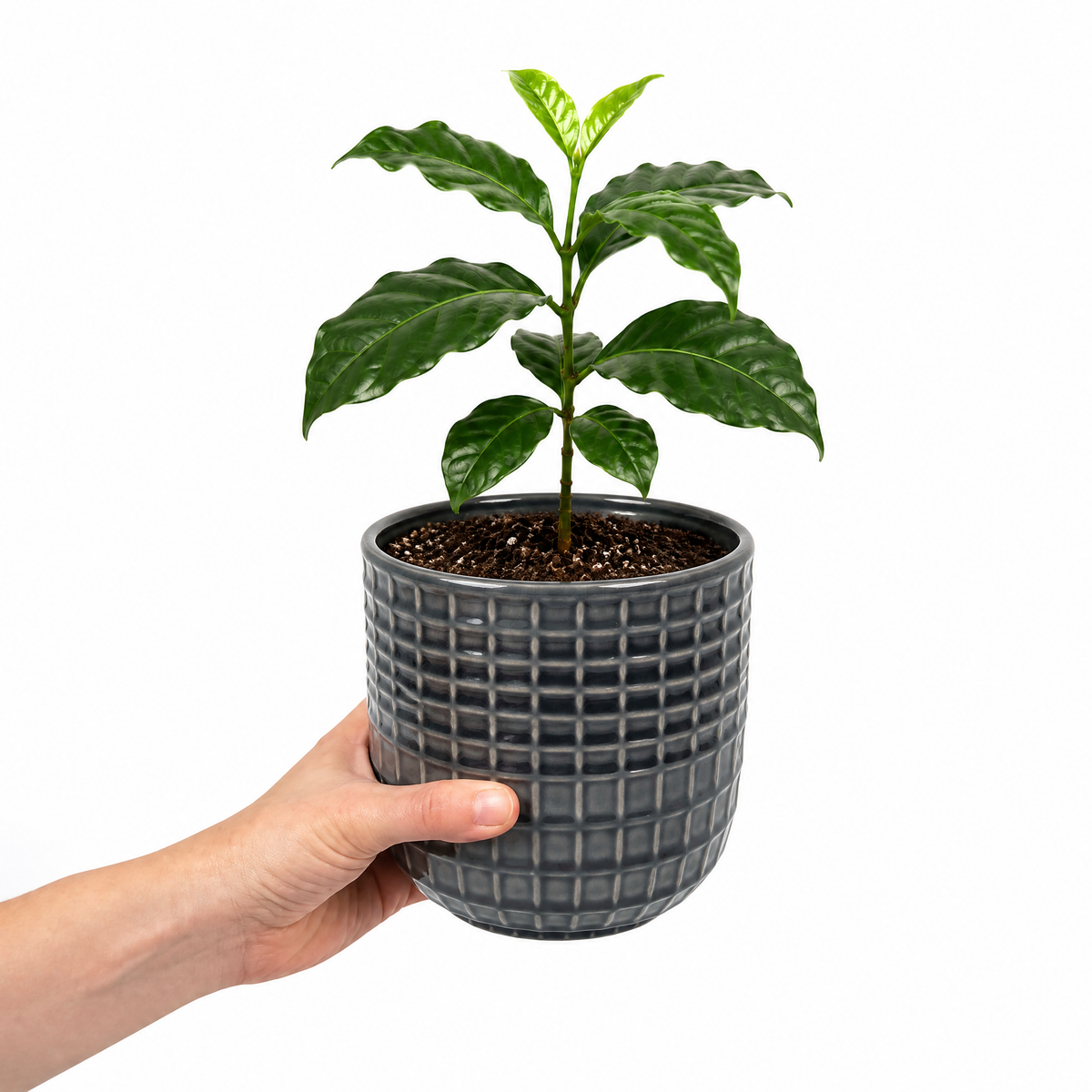 Coffea arabica coffee plant with glossy dark green leaves.