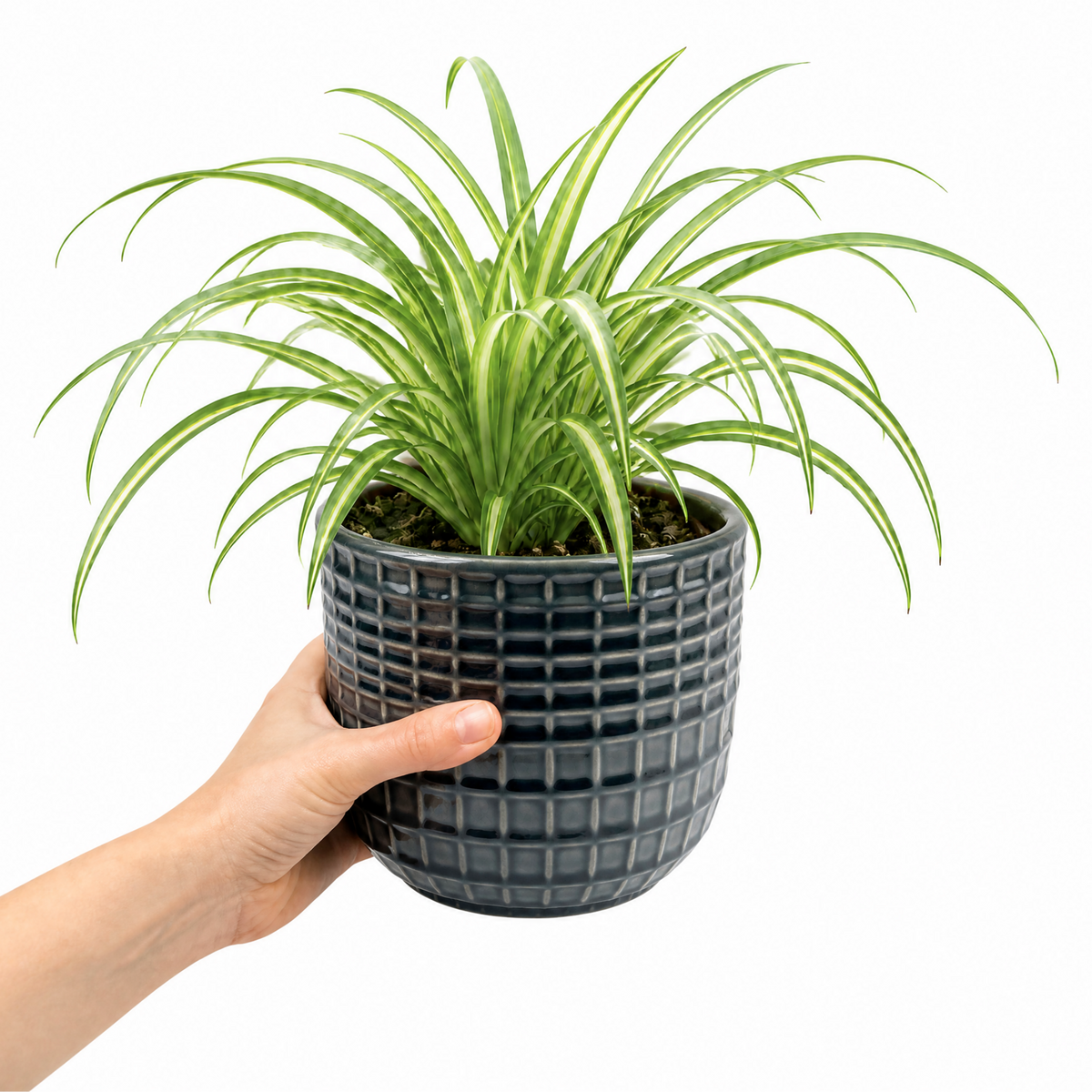 Spider plant with trailing green and white striped leaves.