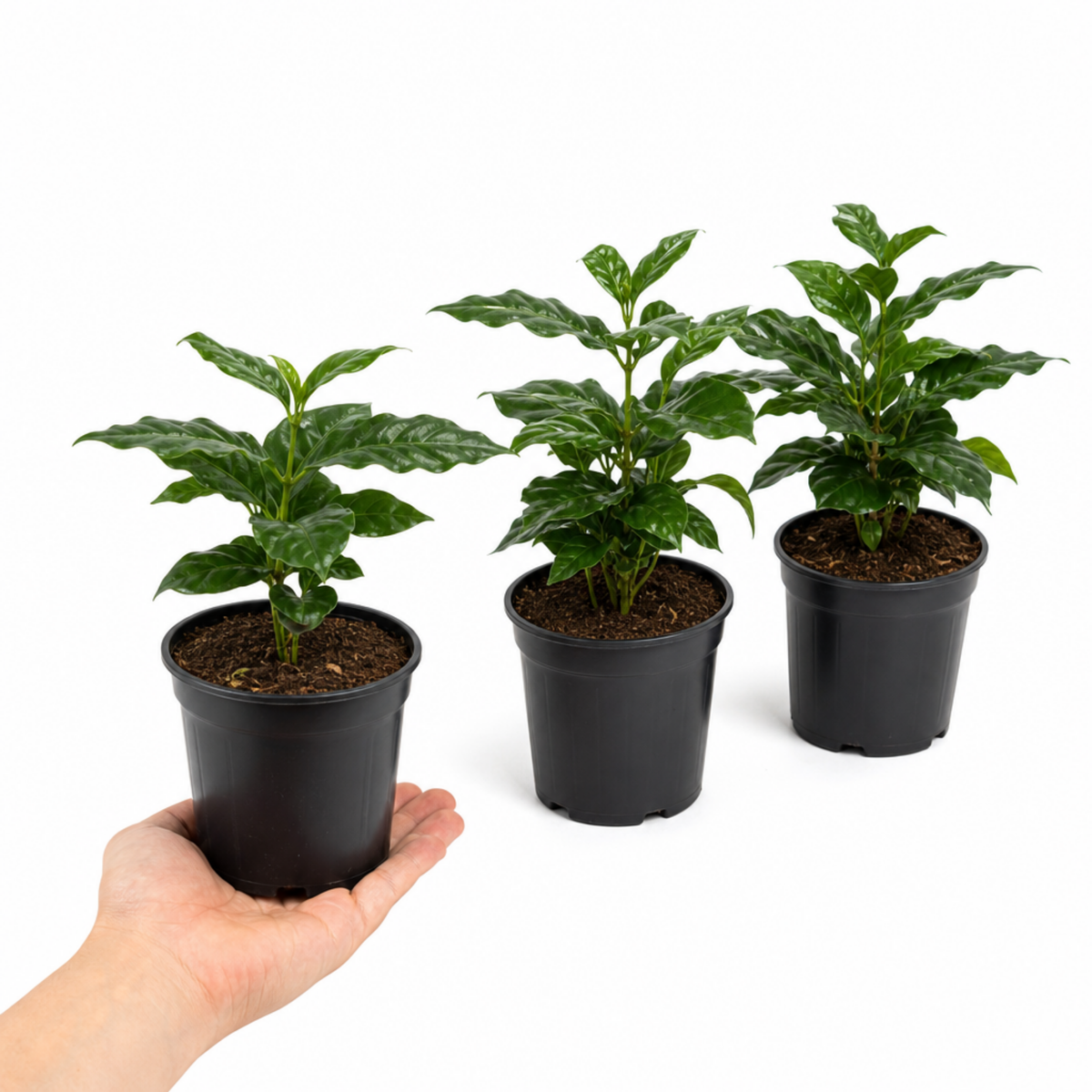 Coffea arabica coffee plant with glossy dark green leaves.