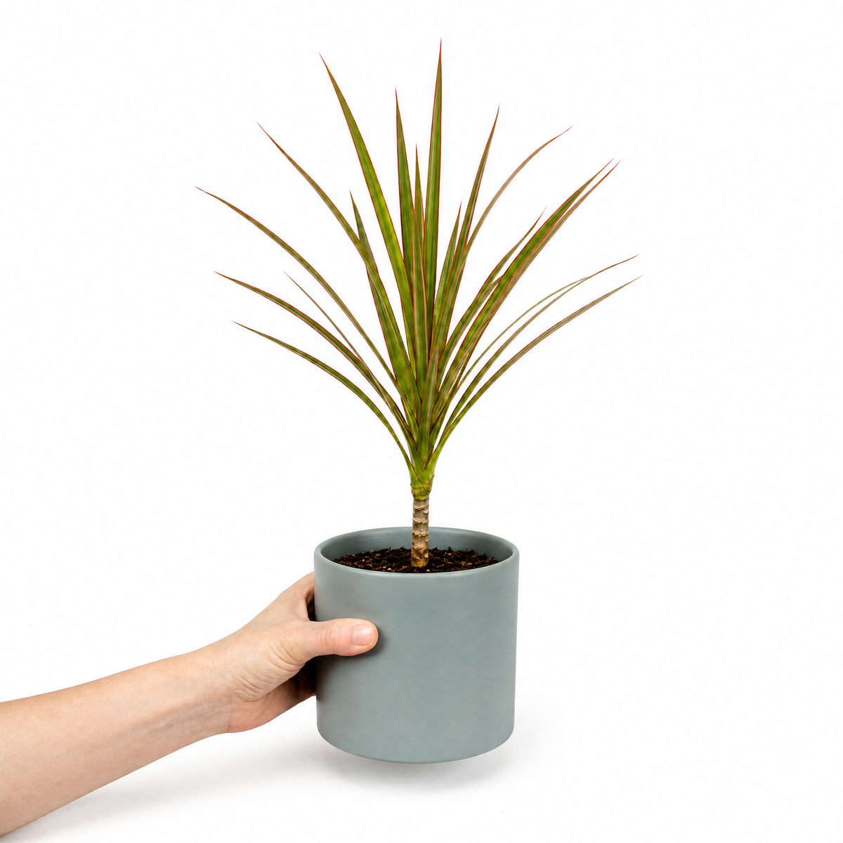 Dracaena marginata Dragon Tree houseplant with green, red-edged arching leaves.
