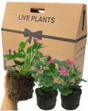 Strawberry Toscana Plant