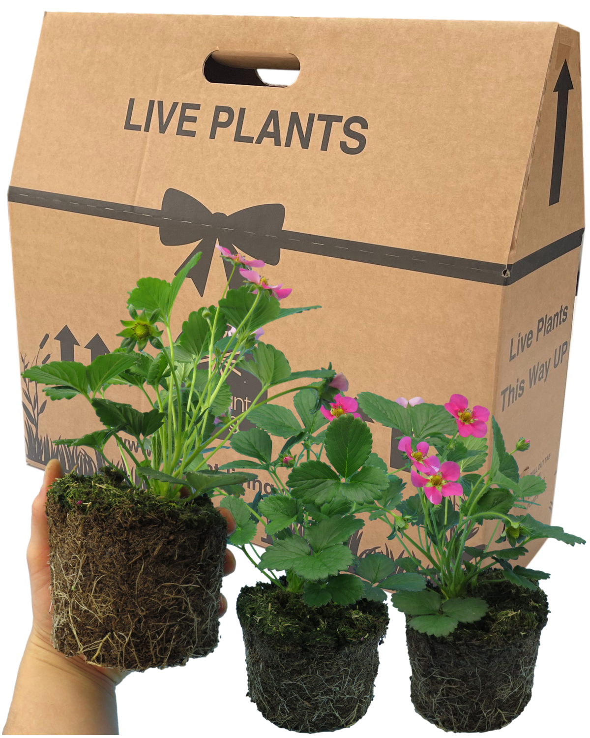 Strawberry 'Toscana' – Sweet Garden Strawberry (Set of 3 or 6)