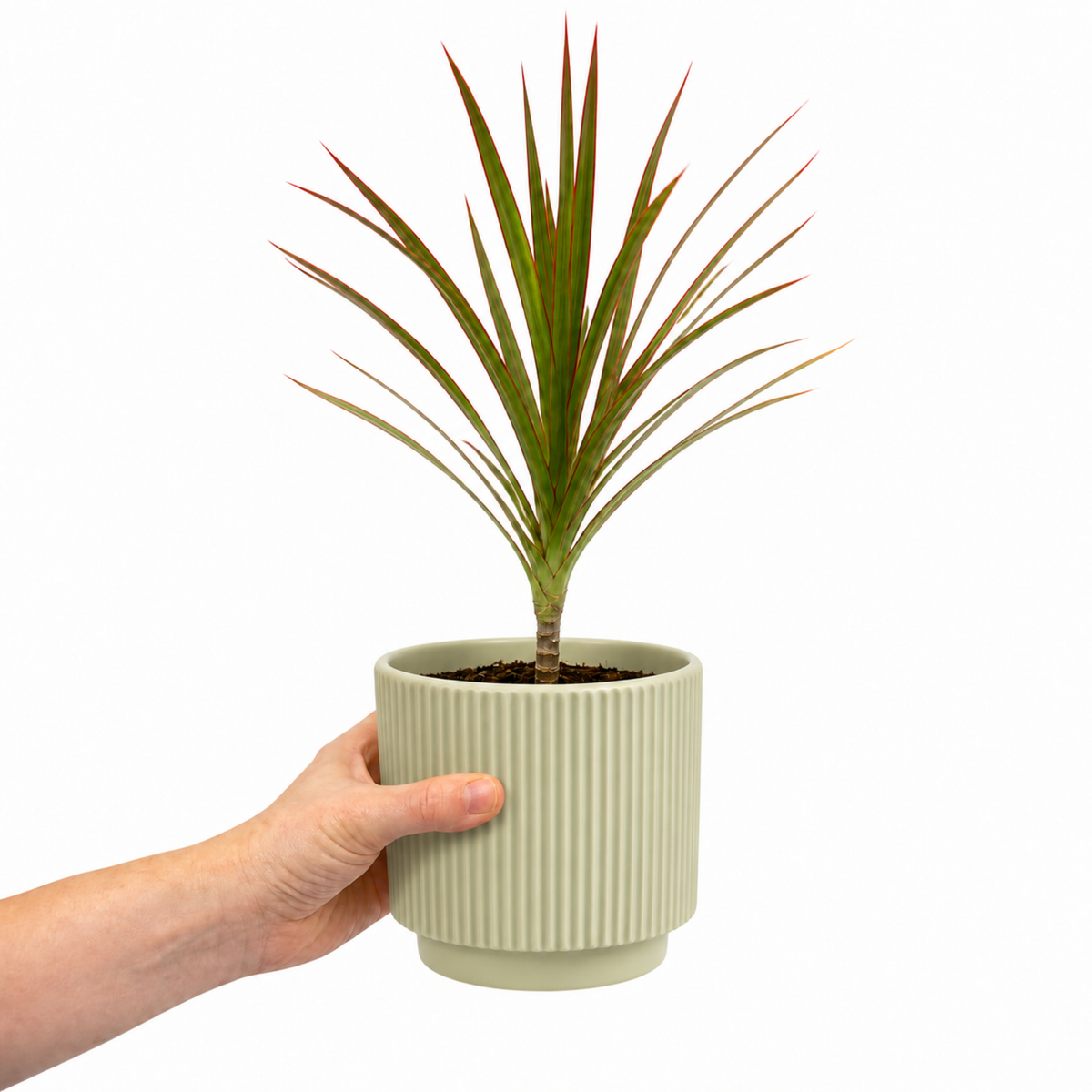Dracaena marginata Dragon Tree houseplant with green, red-edged arching leaves.