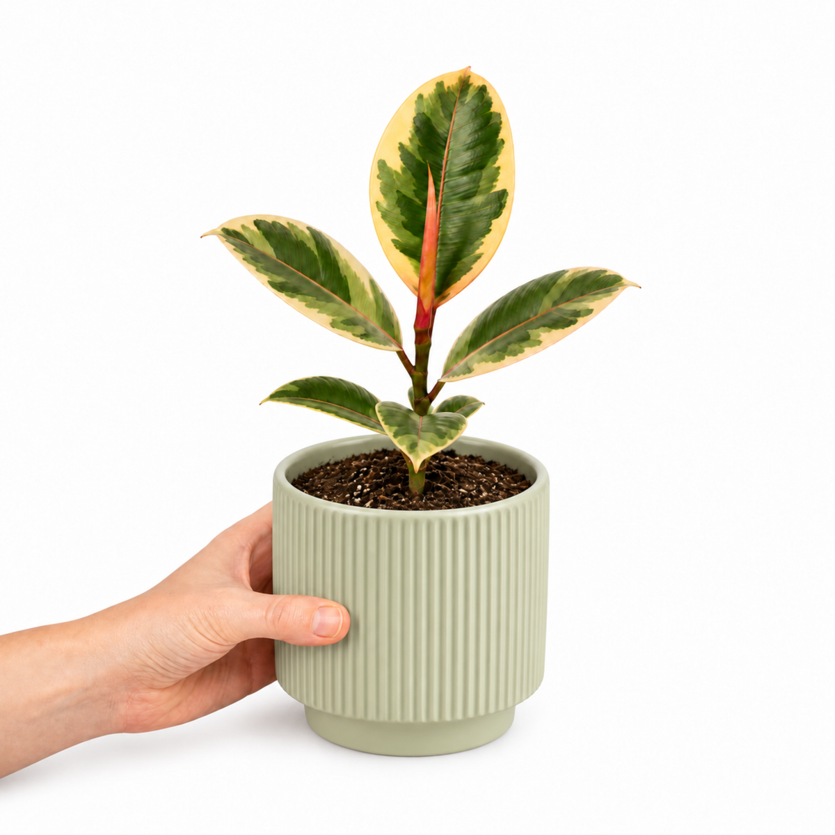 Ficus elastica 'Tineke' rubber plant with variegated cream, green and pink leaves.