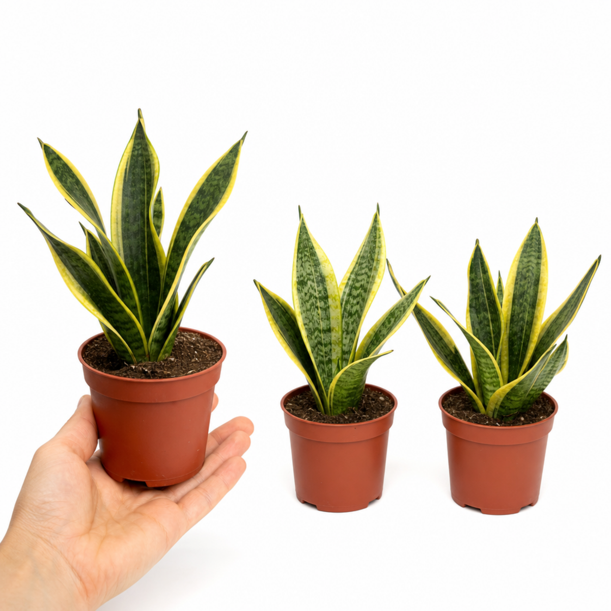 A variegated snake plant with dark green and yellow upright leaves in a pot.
