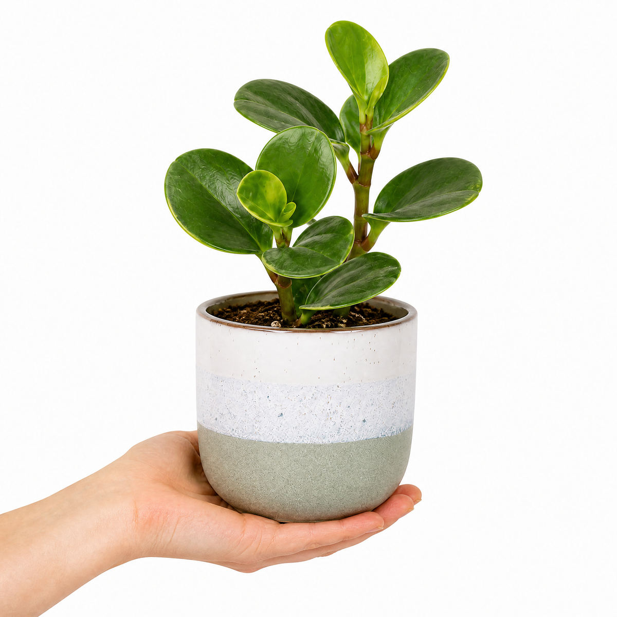 Peperomia obtusifolia 'Variegata' houseplant with creamy white and green variegated leaves.