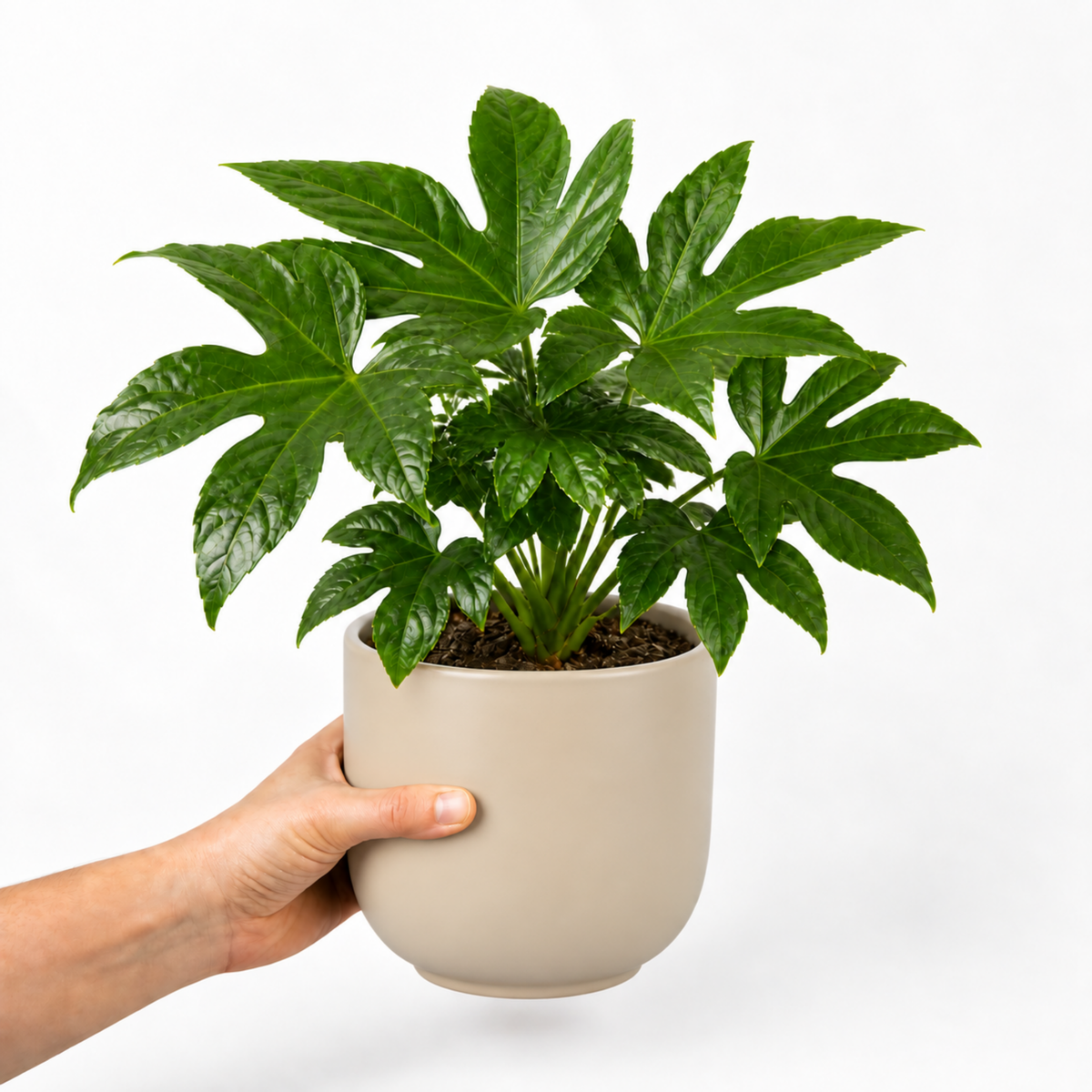 Fatsia japonica paper plant with large glossy green leaves.