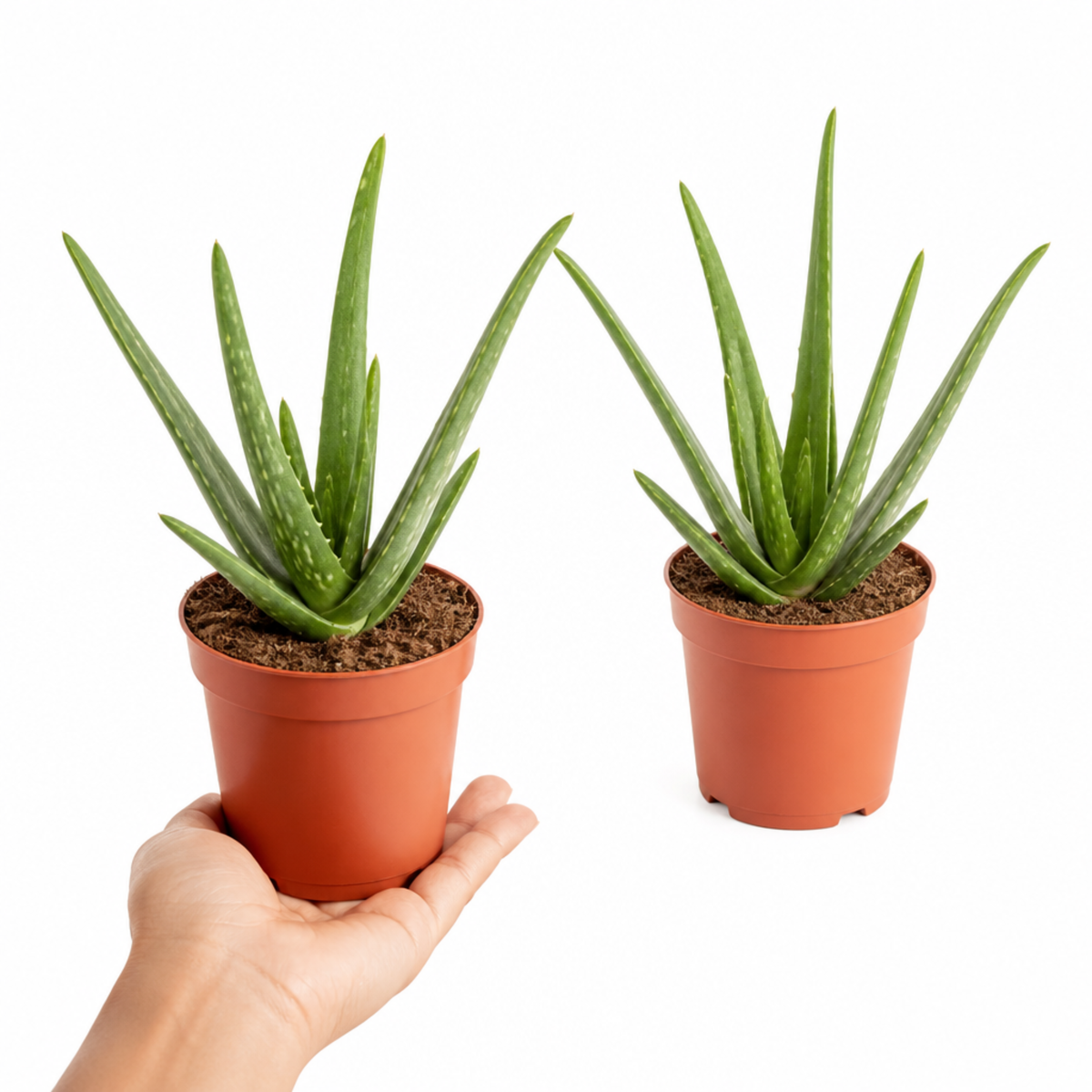 Aloe vera plant with thick, fleshy green leaves in a pot.