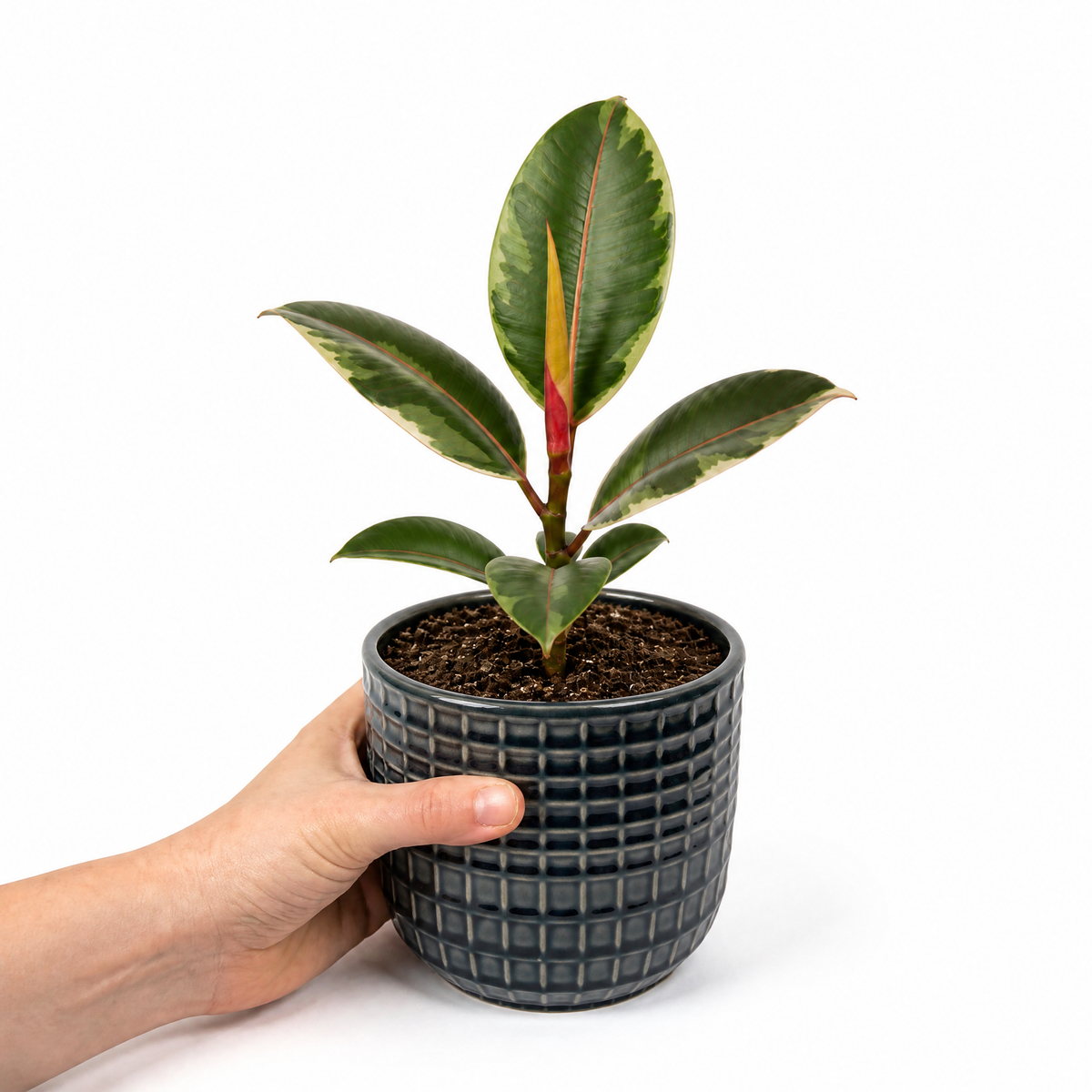 Ficus elastica 'Belize' rubber plant with glossy green, pink-red marked leaves.