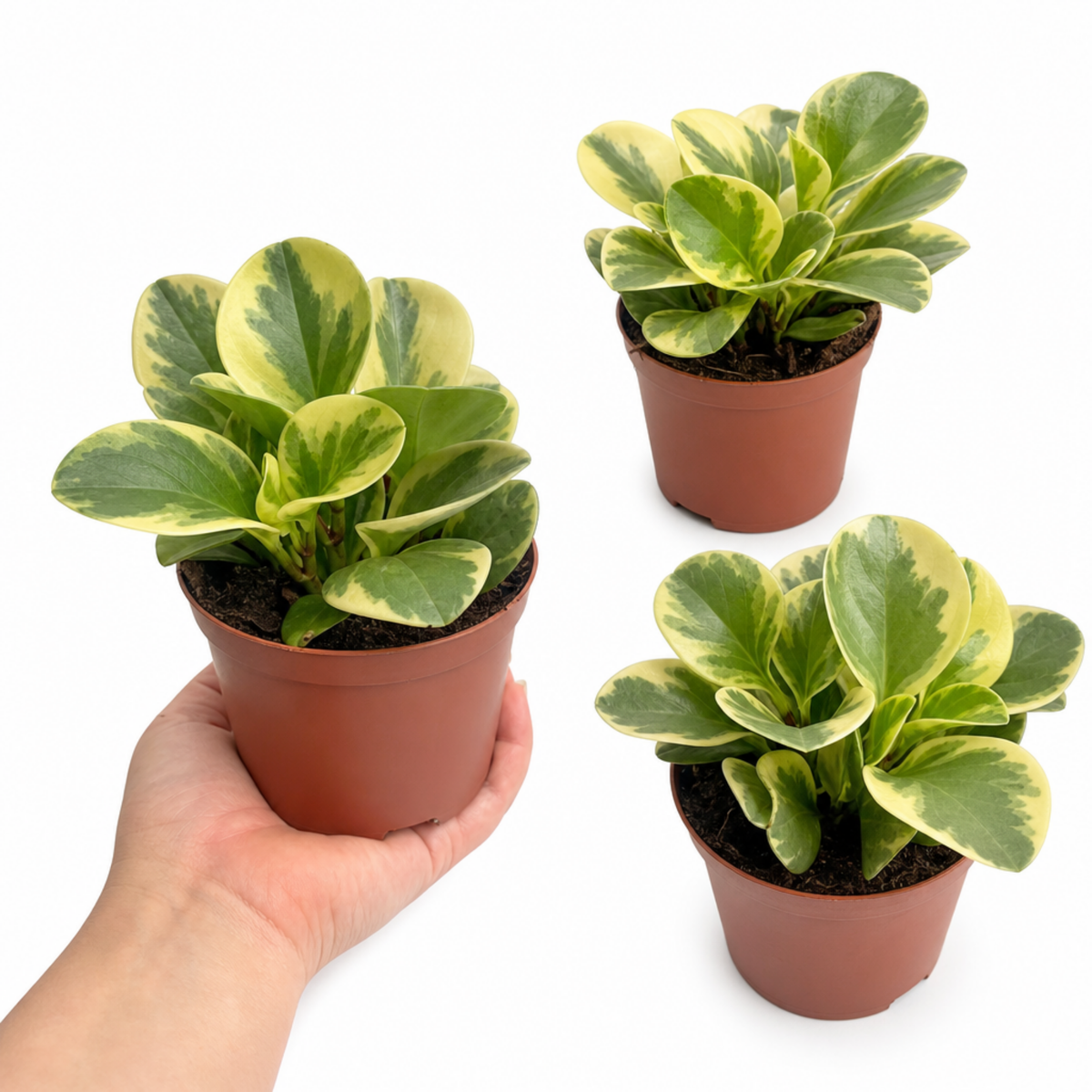 Variegated Peperomia radiator plant with cream and green leaves.
