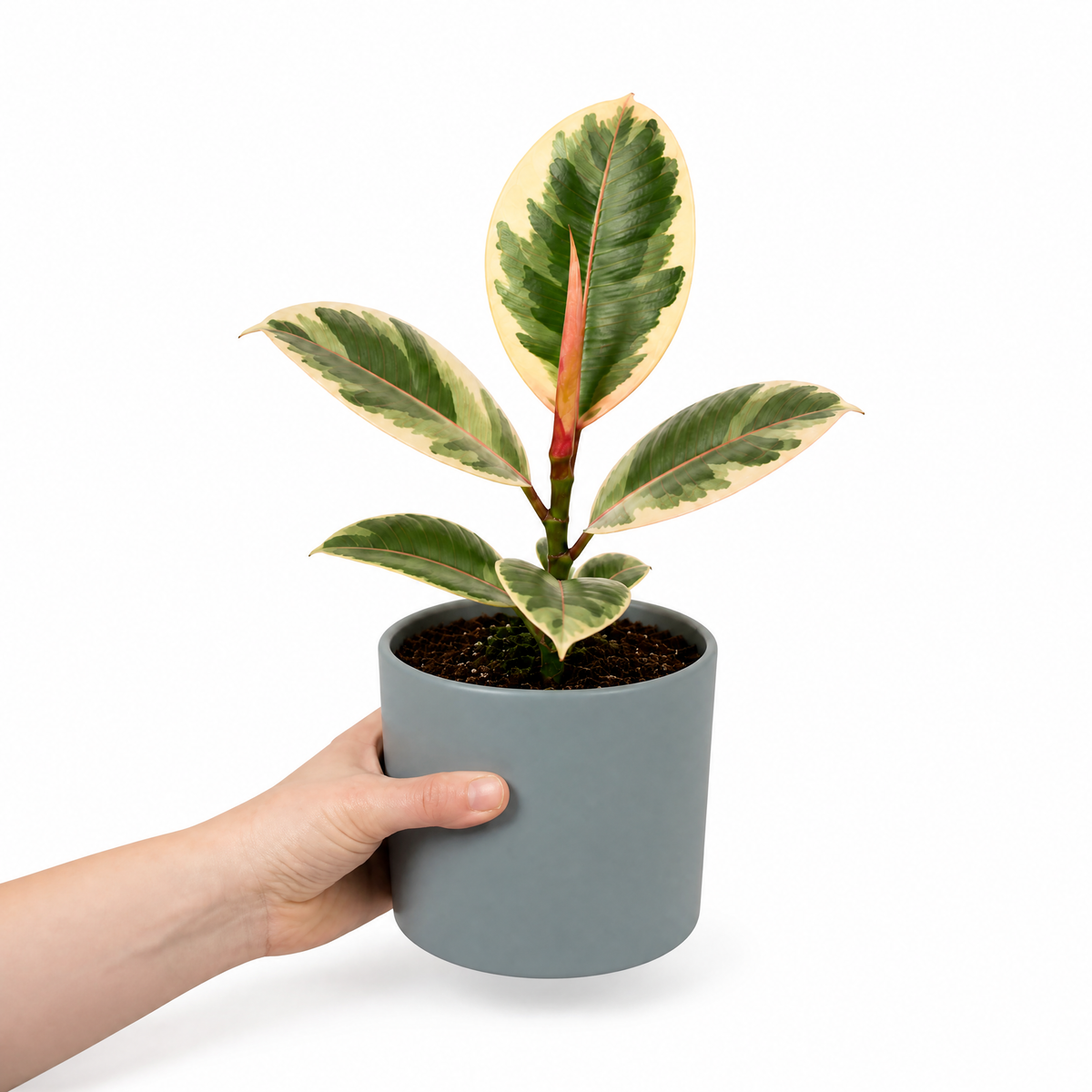Ficus elastica 'Tineke' rubber plant with variegated cream, green and pink leaves.
