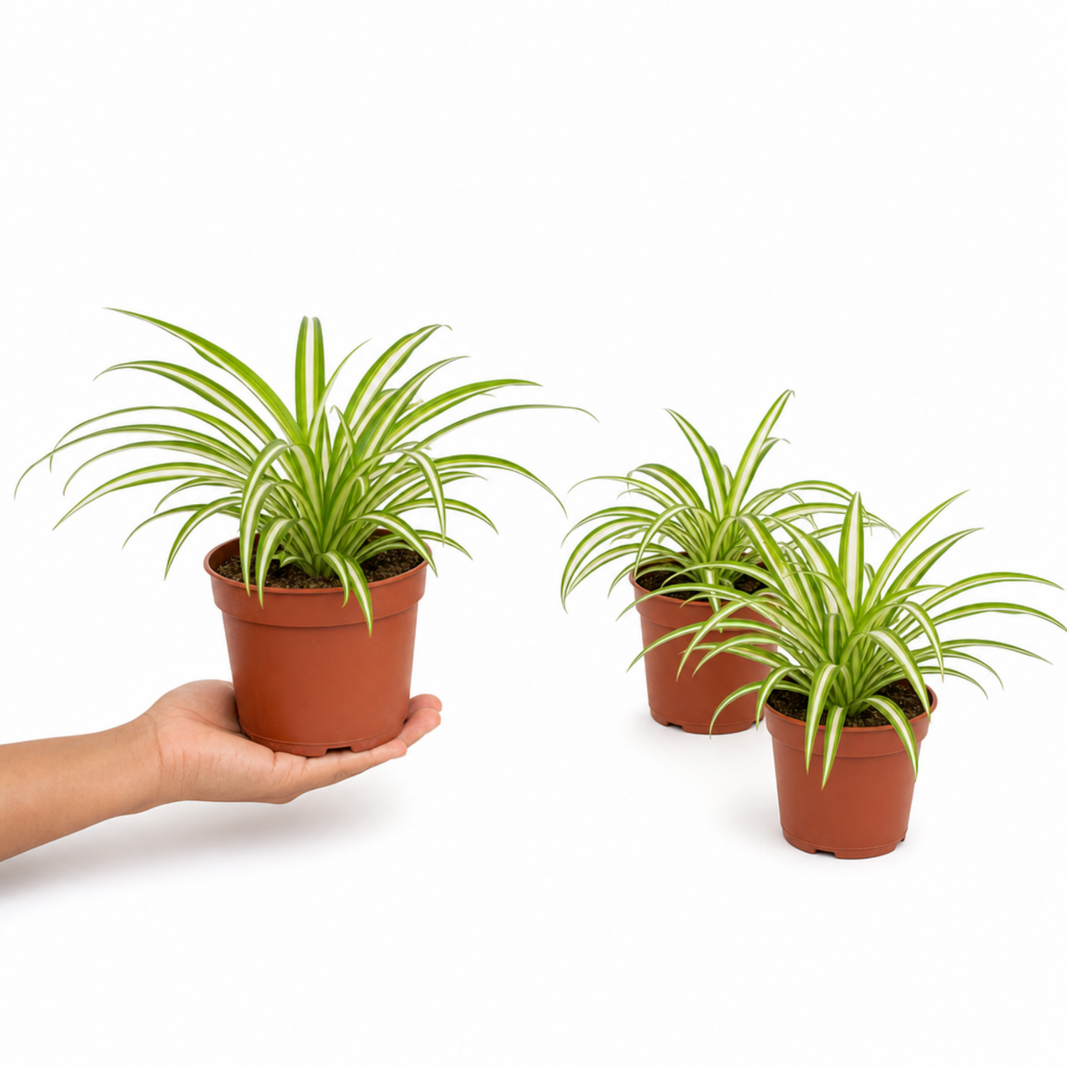 Variegated Spider Plant with creamy-white and green striped trailing leaves.