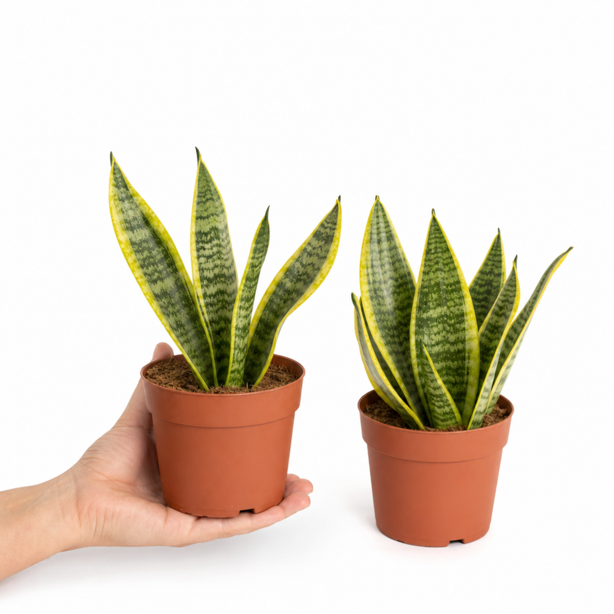 A variegated snake plant with dark green and yellow upright leaves in a pot.
