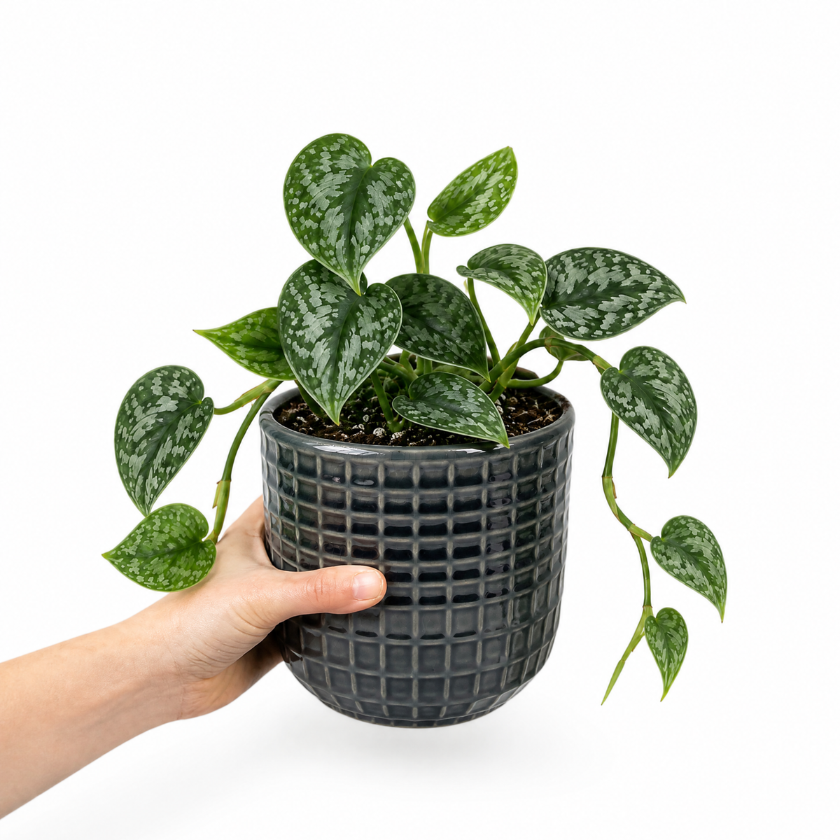 Satin Pothos houseplant with silver-variegated green trailing leaves.