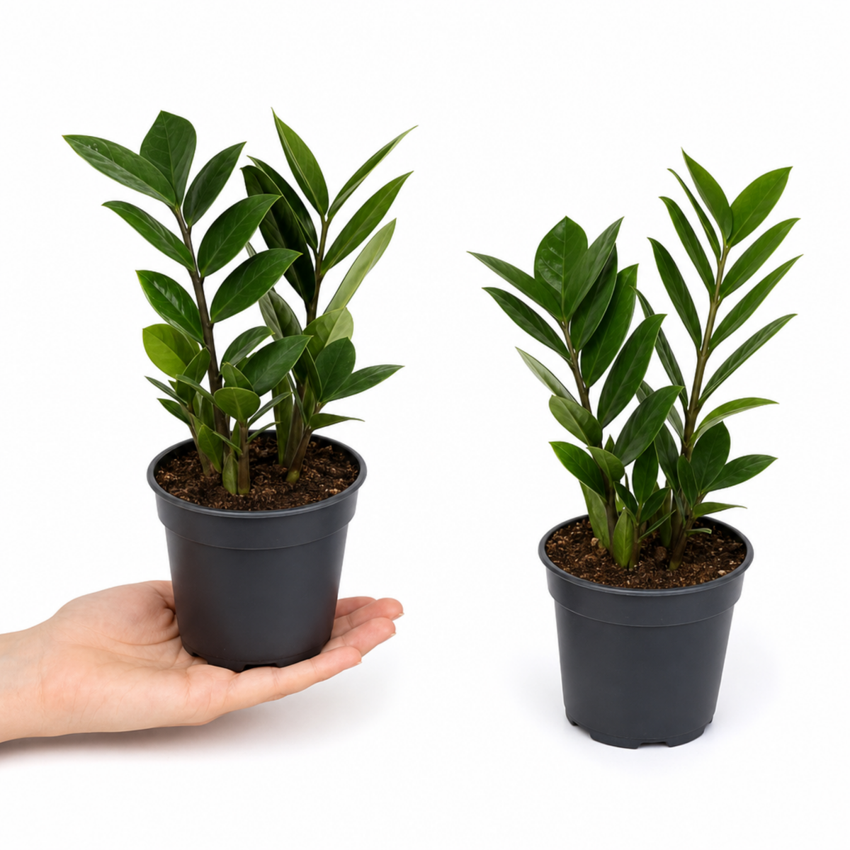ZZ Plant with glossy dark green foliage in a pot.