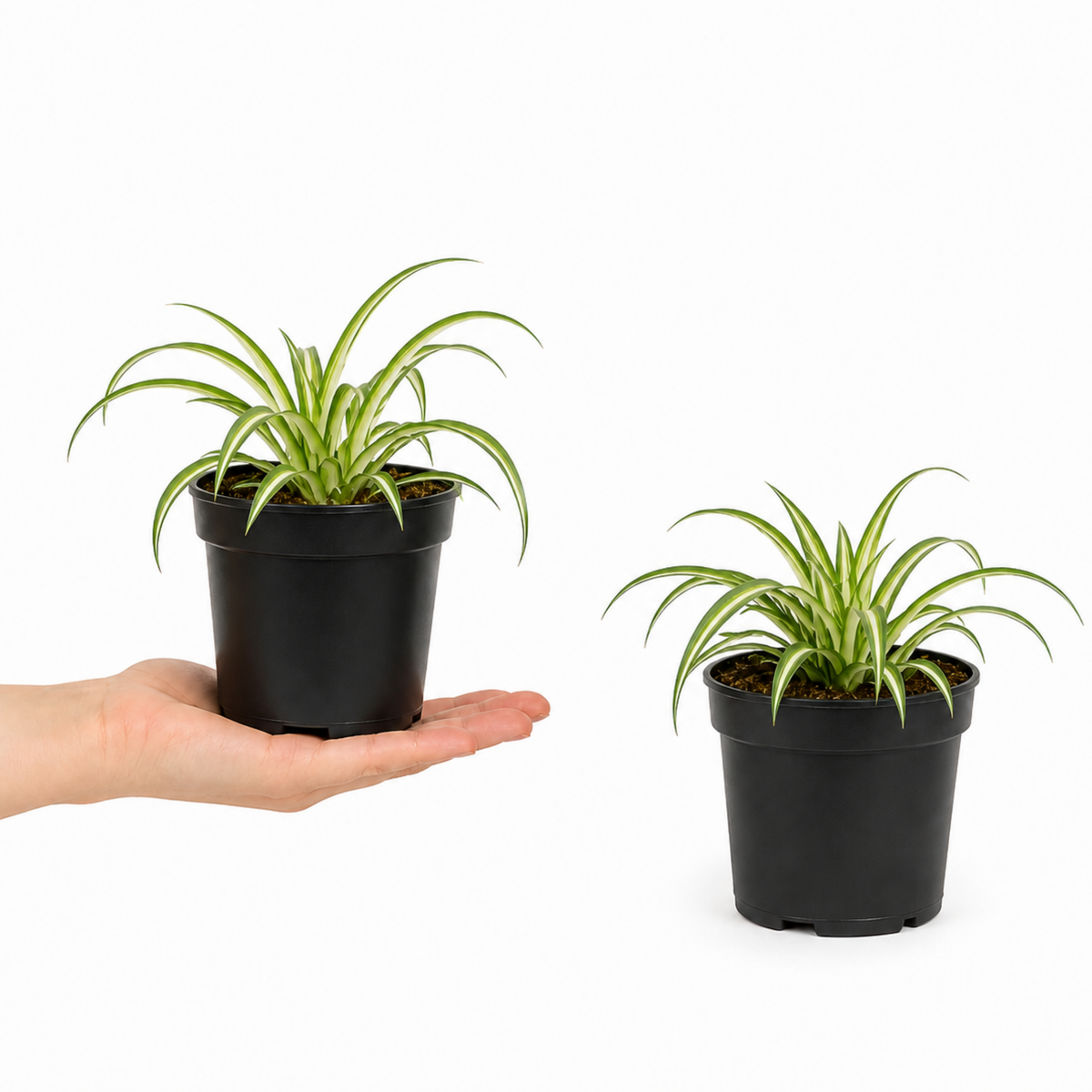Variegated Spider Plant with creamy-white and green striped trailing leaves.