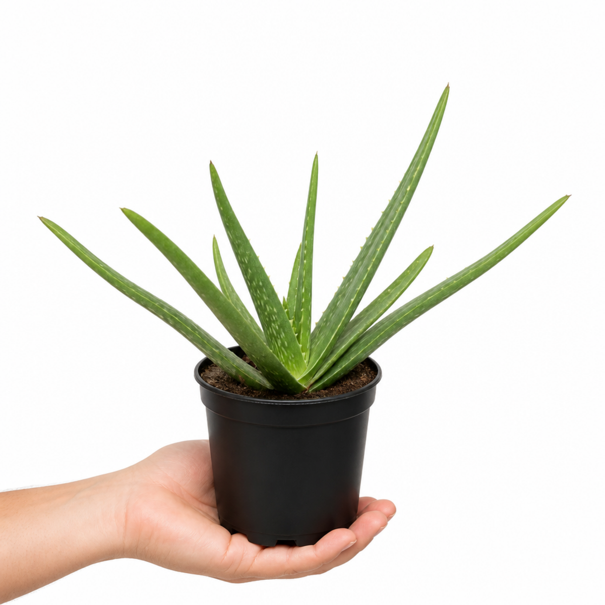 Aloe vera plant with thick, fleshy green leaves in a pot.