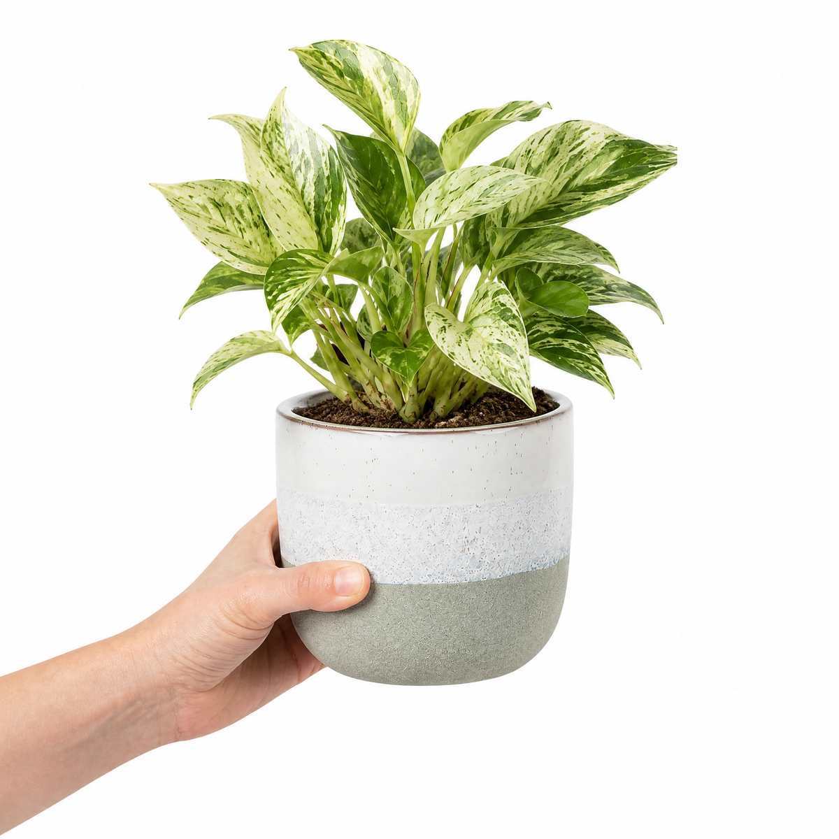 Marble Queen Pothos plant with green and white variegated trailing leaves.