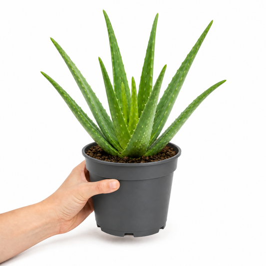 Aloe vera plant with fleshy green succulent leaves in a nursery pot.