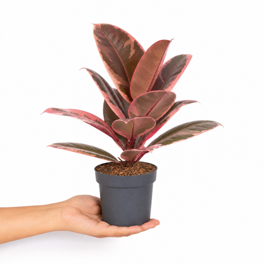 Ficus elastica 'Belize', a rubber plant with pink and green variegated leaves.