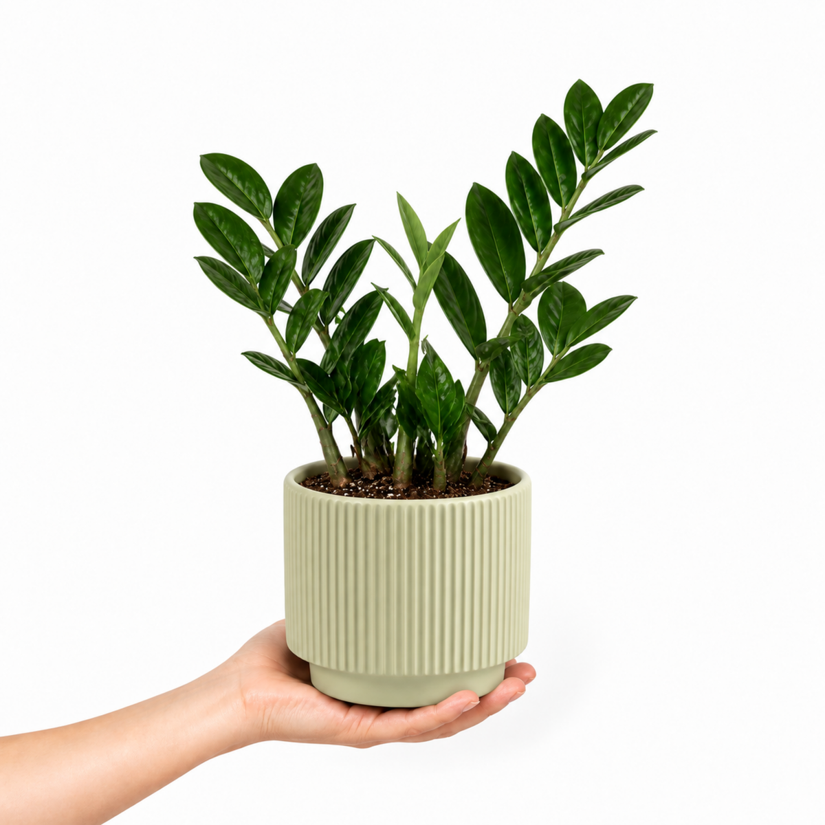 A ZZ Plant (Zamioculcas zamiifolia) with glossy dark green leaves.
