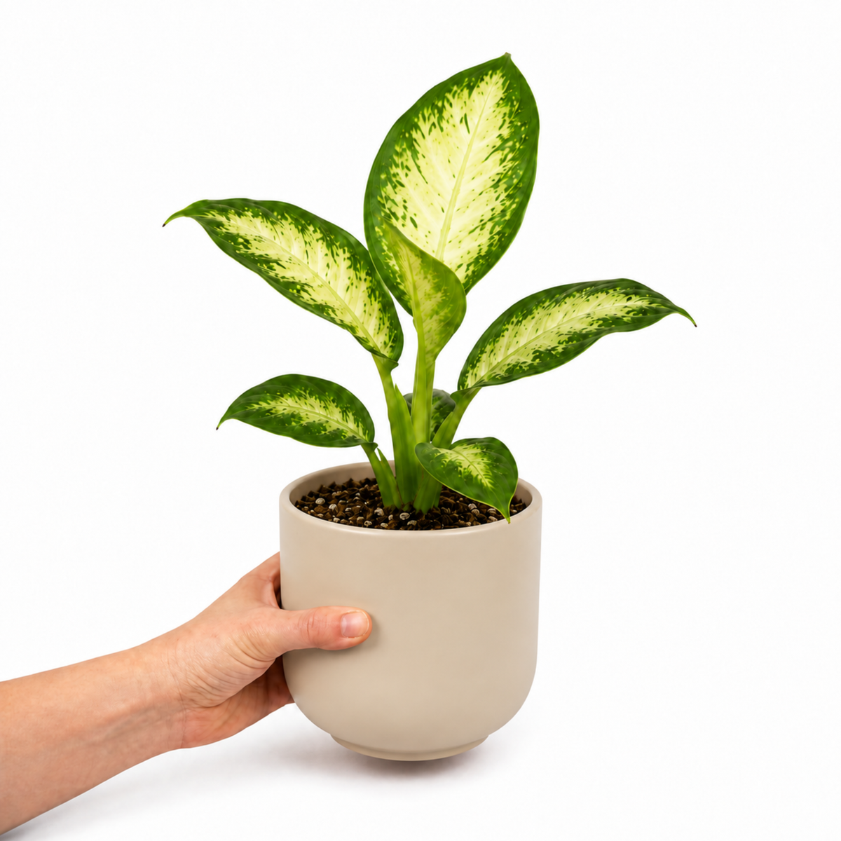 Dieffenbachia Dumb Cane houseplant with cream and green variegated leaves.