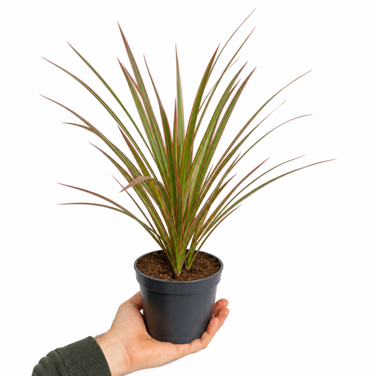 Variegated Dragon Tree houseplant with red and cream edged leaves.