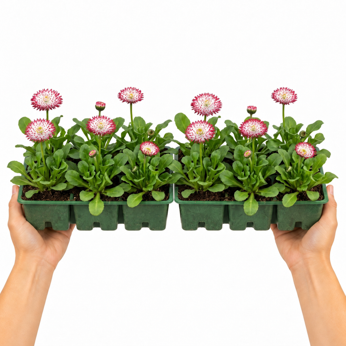Double daisy flowers with deep red petals tipped in white