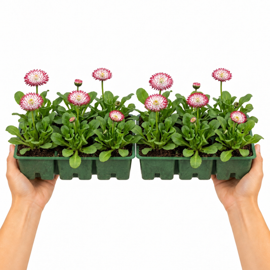 Double daisy flowers with deep red petals tipped in white
