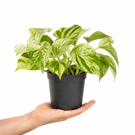 Epipremnum aureum 'Marble Queen' pothos with green and white variegated trailing leaves.