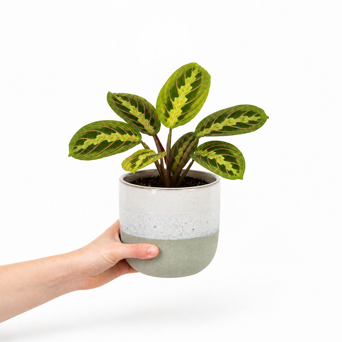 Maranta Lemon Lime Prayer Plant with lime green and yellow striped foliage.