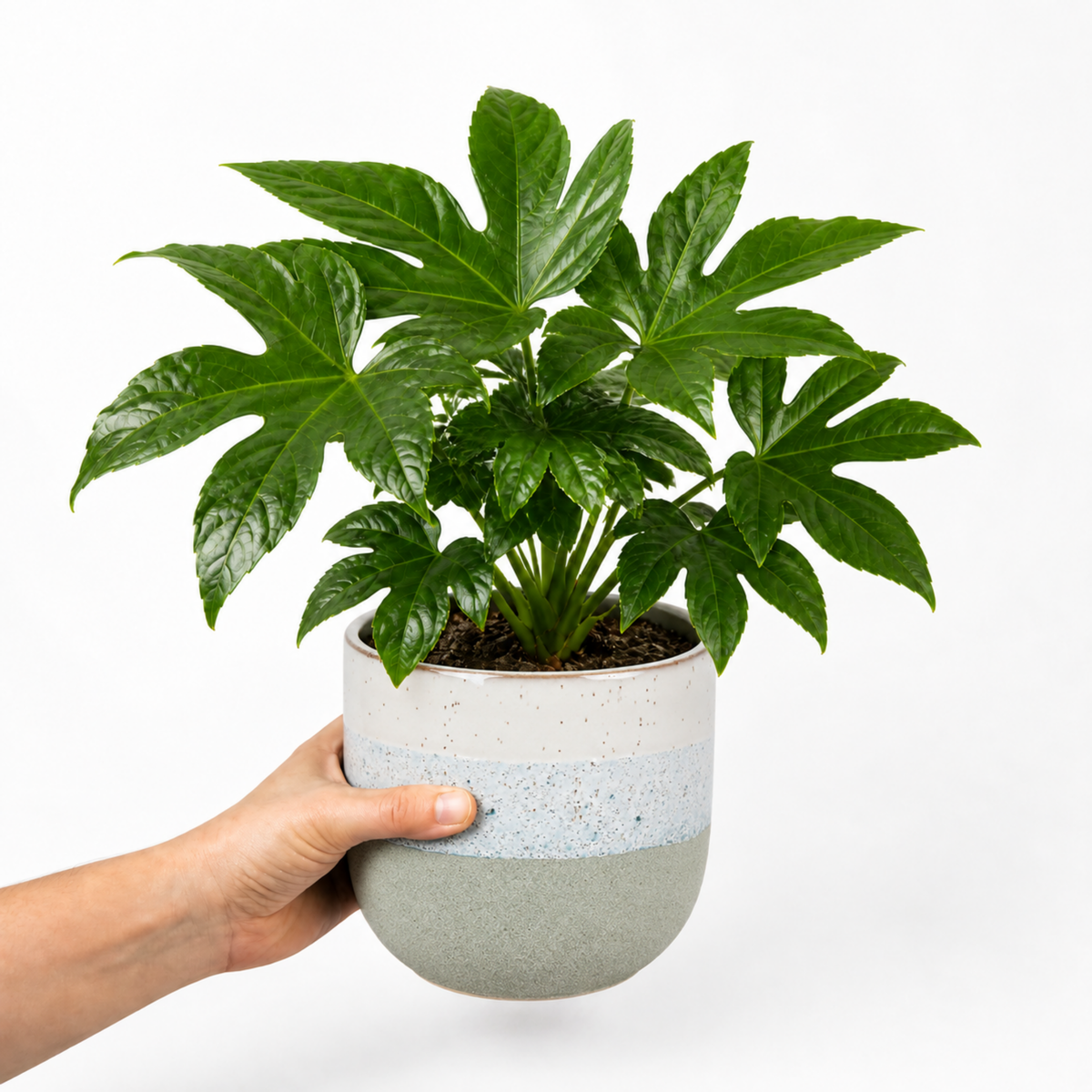 Fatsia japonica paper plant with large glossy green leaves.