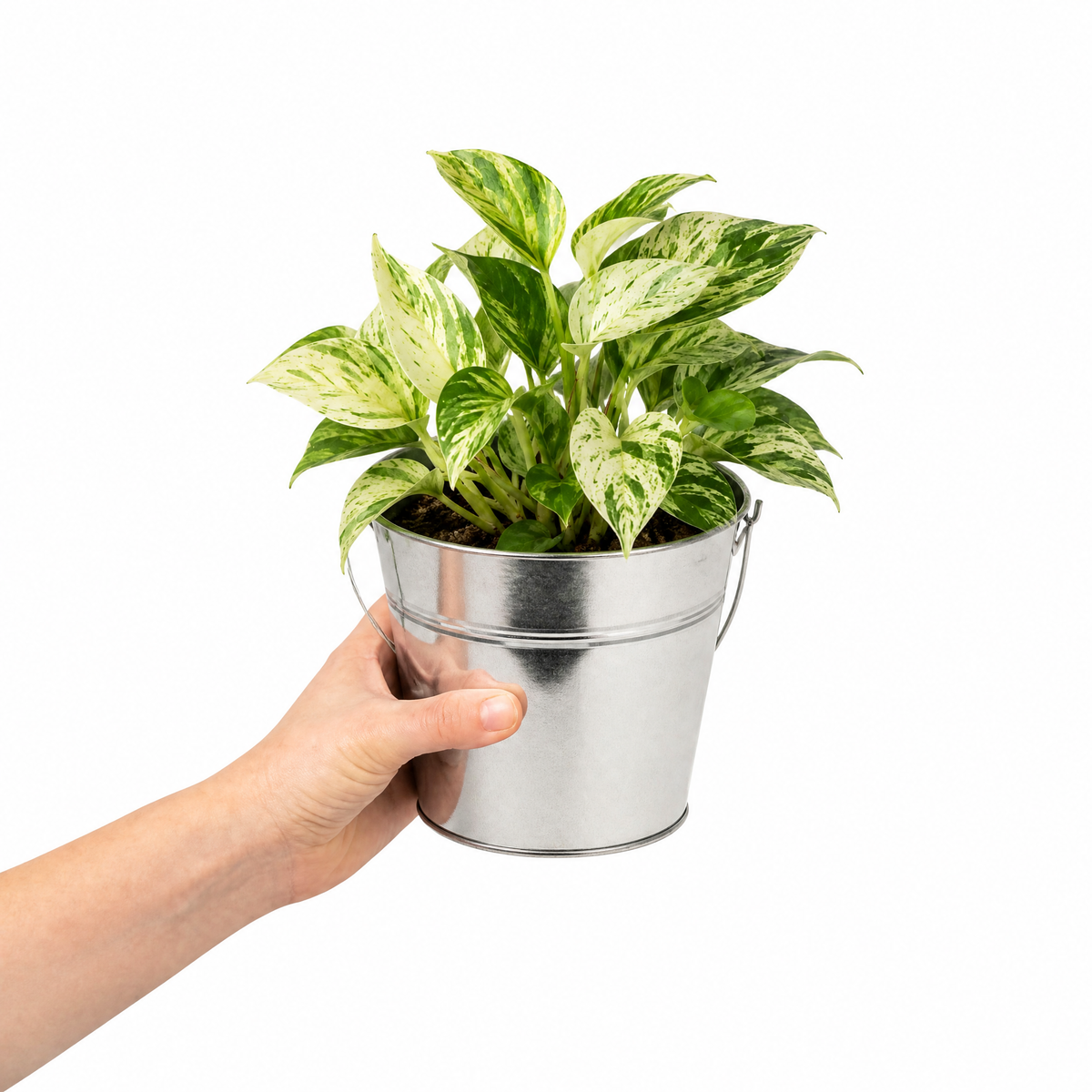 Marble Queen Pothos plant with green and white variegated trailing leaves.